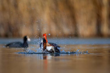 Çamaşır ördeği. Renkli göl doğası geçmişi. Kuzey Kürekçisi. (Spatula clypeata).