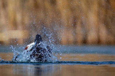 Çamaşır ördeği. Renkli göl doğası geçmişi. Kuzey Kürekçisi. (Spatula clypeata).