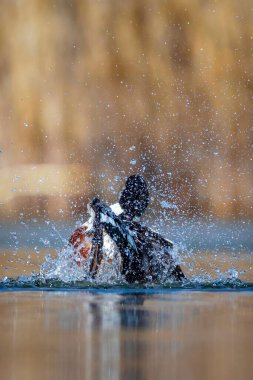 Çamaşır ördeği. Renkli göl doğası geçmişi. Kuzey Kürekçisi. (Spatula clypeata).