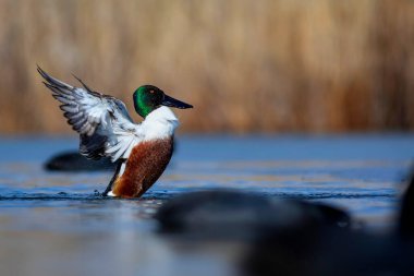 Çamaşır ördeği. Renkli göl doğası geçmişi. Kuzey Kürekçisi. (Spatula clypeata).