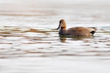 Yüzen ördek. Renkli su arka planı. Kuş: Gadwall (Mareca strepera).