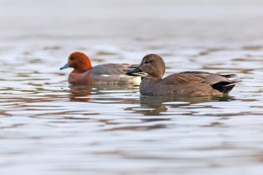 Yüzen ördek. Renkli su arka planı. Kuş: Gadwall (Mareca strepera).