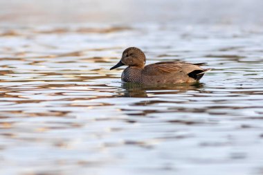 Yüzen ördek. Renkli su arka planı. Kuş: Gadwall (Mareca strepera).