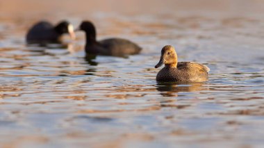 Yüzen ördek. Renkli su arka planı. Kuş: Gadwall (Mareca strepera).