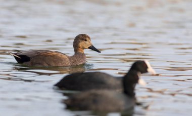 Yüzen ördek. Renkli su arka planı. Kuş: Gadwall (Mareca strepera).