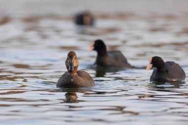 Yüzen ördek. Renkli su arka planı. Kuş: Gadwall (Mareca strepera).