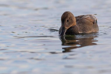 Yüzen ördek. Renkli su arka planı. Kuş: Gadwall (Mareca strepera).