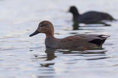 Yüzen ördek. Renkli su arka planı. Kuş: Gadwall (Mareca strepera).