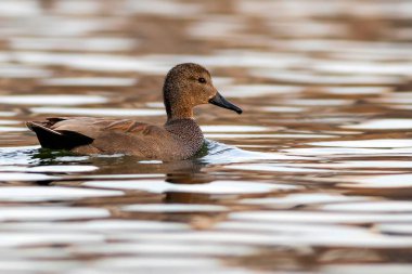 Yüzen ördek. Renkli su arka planı. Kuş: Gadwall (Mareca strepera).