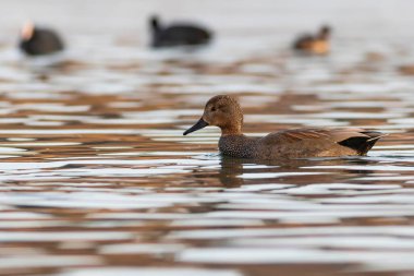 Yüzen ördek. Renkli su arka planı. Kuş: Gadwall (Mareca strepera).