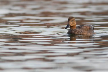 Yüzen ördek. Renkli su arka planı. Kuş: Gadwall (Mareca strepera).