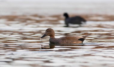Yüzen ördek. Renkli su arka planı. Kuş: Gadwall (Mareca strepera).