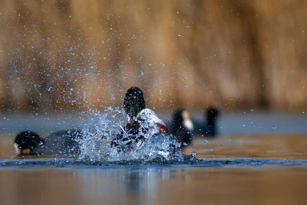 Ente Waschen Bunte See Natur Hintergrund Vogel Nördliche Schaufel Spatula — Stockfoto