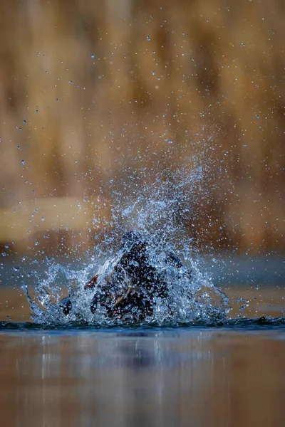 Myjąca Kaczka Kolorowe Tło Przyrody Jeziora Północny Łopatnik Spatula Clypeata — Zdjęcie stockowe