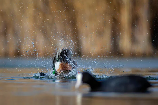 Washing Duck Colorful Lake Nature Background Bird Northern Shoveler Spatula — Stock Photo, Image