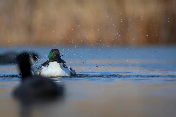 鴨を洗う カラフルな湖の自然背景 北海岸 北海岸 配偶者の種類 — ストック写真
