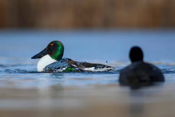 Washing Duck Colorful Lake Nature Background Bird Northern Shoveler Spatula — Stock Photo, Image