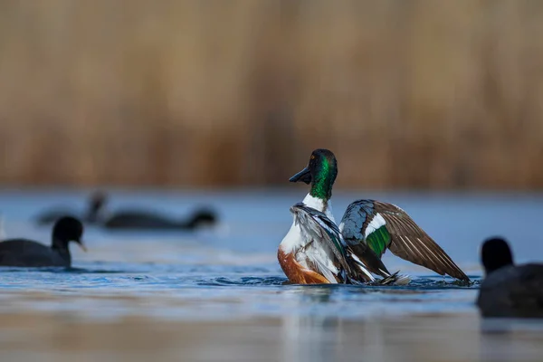 Lavando Pato Fondo Colorido Naturaleza Lago Pala Del Norte Espátula — Foto de Stock