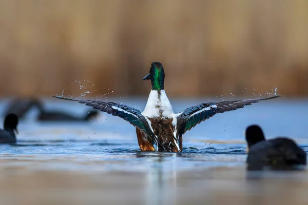 Waseend Kleurrijke Meer Natuur Achtergrond Noordelijke Schepper Spatel Clypeata — Stockfoto