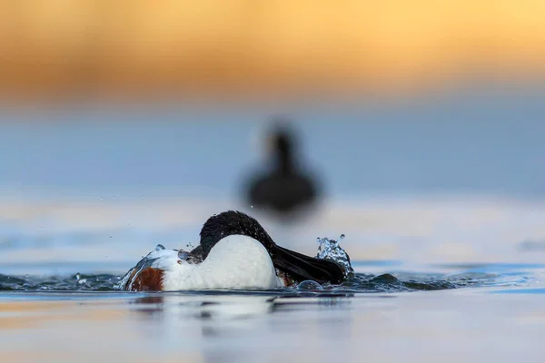 五彩缤纷的湖水自然背景 北方的Shoveler Spatula Clypeata — 图库照片