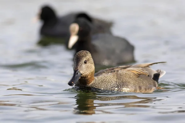 Plavání Kachny Barevné Vodní Pozadí Pták Gadwall Mareca Strepera — Stock fotografie