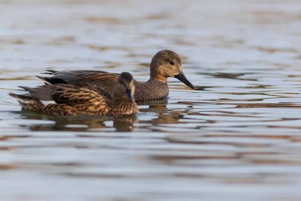 Schwimmende Ente Bunter Wasserspeck Vogel Gadwall Mareca Strepera — Stockfoto