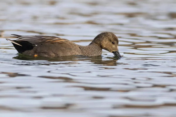 Schwimmende Ente Bunter Wasserspeck Vogel Gadwall Mareca Strepera — Stockfoto