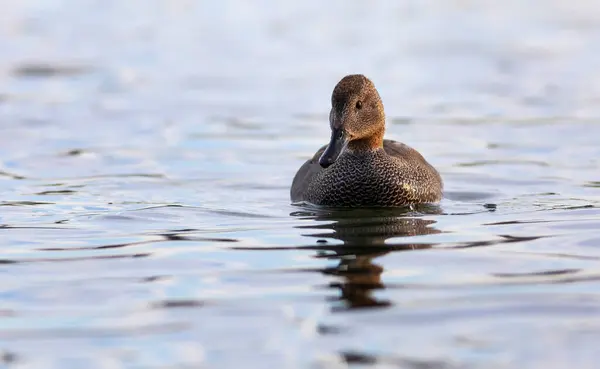 Plavání Kachny Barevné Vodní Pozadí Pták Gadwall Mareca Strepera — Stock fotografie