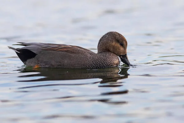 Плавающая Утка Красочная Водяная Пустошь Птица Gadwall Mareca Strepera — стоковое фото