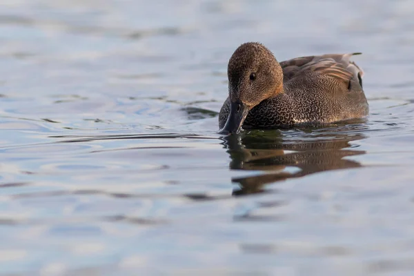 Swimming Duck Colorful Water Bacground Bird Gadwall Mareca Strepera — Stock Photo, Image