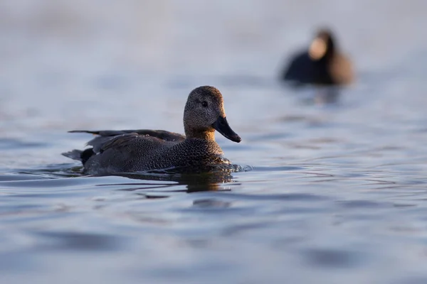Schwimmende Ente Bunter Wasserspeck Vogel Gadwall Mareca Strepera — Stockfoto