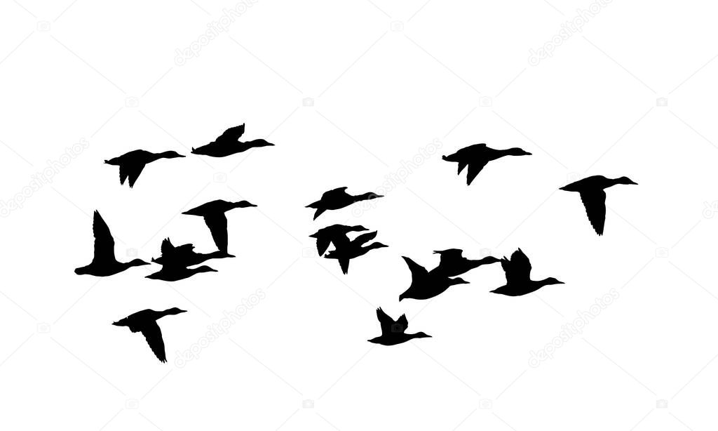 Flying birds. Vector image. White background. 