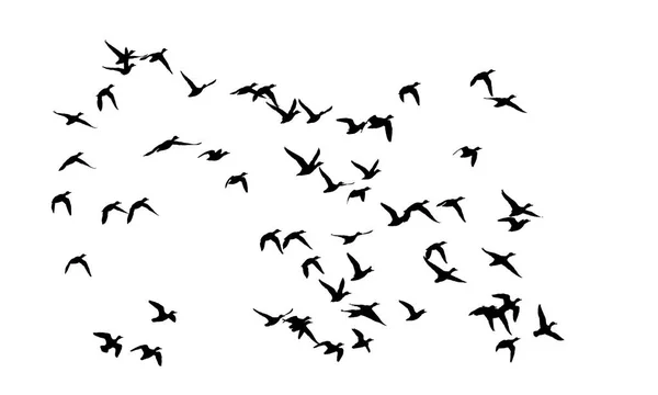 Burung Terbang Vektor Gambar Latar Belakang Putih - Stok Vektor