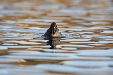 Yüzen ördek. Avrasyalı Teal. Mavi su arkaplanı.. 