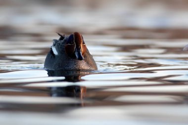 Yüzen ördek. Avrasyalı Teal. Mavi su arkaplanı.. 