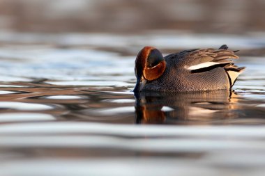 Yüzen ördek. Avrasyalı Teal. Mavi su arkaplanı.. 