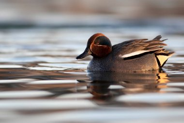 Yüzen ördek. Avrasyalı Teal. Mavi su arkaplanı.. 