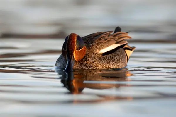 Pato Nadador Teal Eurasiano Fundo Água Azul Anas Crecca — Fotografia de Stock