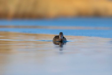 Yüzen ördek. Northern Shoveler (Spatula clypeata). Renkli göl doğa arkaplanı. 