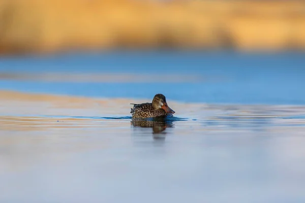 Pato Nadador Norte Spatula Clypeata Fundo Colorido Natureza Lago — Fotografia de Stock