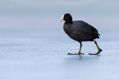 Göl ve kuşlar. Avrasya yaban ördeği. Doğa geçmişi. Kuş: Avrasya ördeği (Fulica atra).