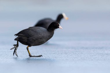 Göl ve kuşlar. Avrasya yaban ördeği. Doğa geçmişi. Kuş: Avrasya ördeği (Fulica atra).