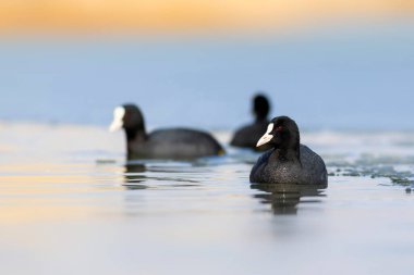 Göl ve kuşlar. Avrasya yaban ördeği. Doğa geçmişi. Kuş: Avrasya ördeği (Fulica atra).