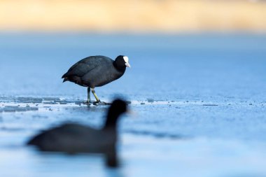 Göl ve kuşlar. Avrasya yaban ördeği. Doğa geçmişi. Kuş: Avrasya ördeği (Fulica atra).