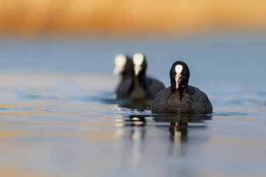 Göl ve kuşlar. Avrasya yaban ördeği. Doğa geçmişi. Kuş: Avrasya ördeği (Fulica atra).