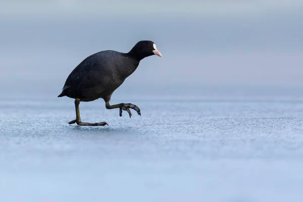 湖和鸟 欧亚椰子 自然背景 欧亚Coot Fulica Atra — 图库照片