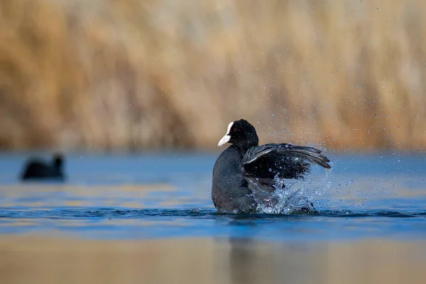 Lake Birds Eurasian Coot Nature Background Bird Eurasian Coot Fulica — Stock Photo, Image