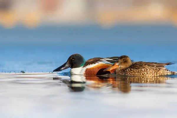 Ördek çift. Beyaz mavi doğa geçmişi. Ördek, Kuzey Kürekçisi. (Spatula clypeata)