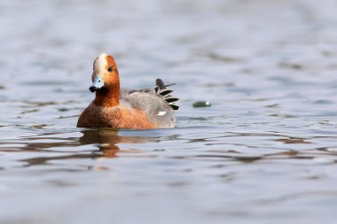 Yüzen ördek. Mavi su arka planı. Ördek: Avrasyalı Wigeon. 