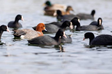 Yüzen ördek. Mavi su arka planı. Ördek: Avrasyalı Wigeon. 